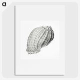 2-35_Ernst-Haeckel_picture