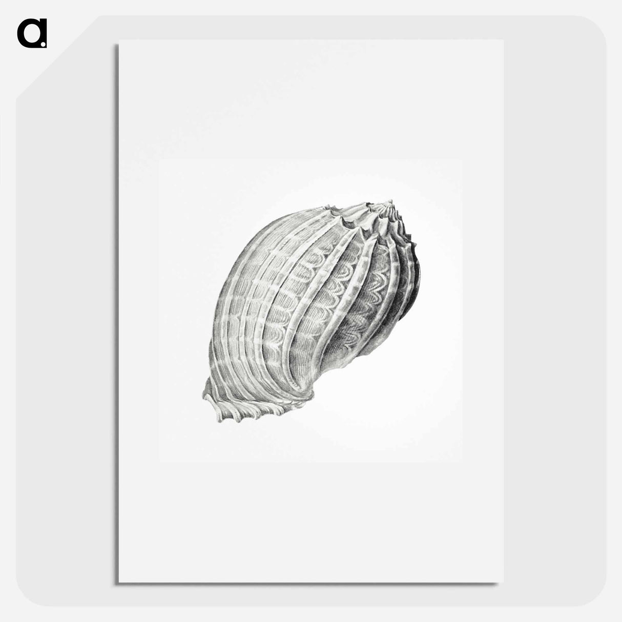 Vintage terrestrial snail illustration - エルンスト ヘッケル Poster.