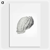 Vintage terrestrial snail illustration - エルンスト ヘッケル Poster.