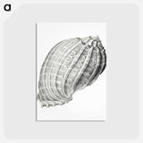 アートポストカード-Vintage terrestrial snail illustration - エルンスト ヘッケル Postcard.