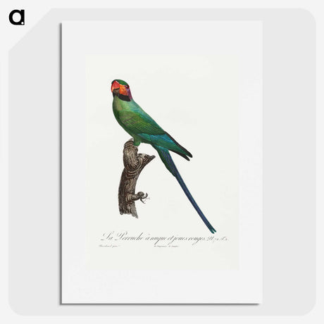 2-35_Francois-Levaillant_picture