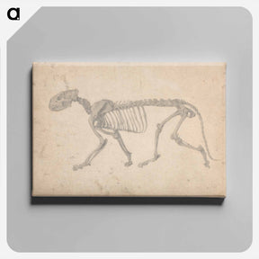 アートパネル-Tiger Skeleton, Lateral View
 - ジョージ スタッブス Canvas.