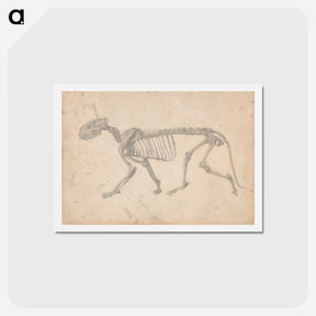 アートポストカード-Tiger Skeleton, Lateral View
 - ジョージ スタッブス Postcard.