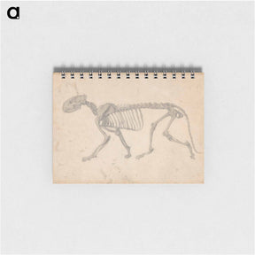 アートメモ帳-Tiger Skeleton, Lateral View
 - ジョージ スタッブス Memo.