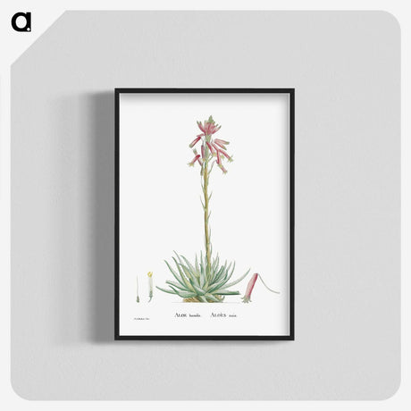 2-35_Histoire-des-Plantes-Grasses_blk-crop