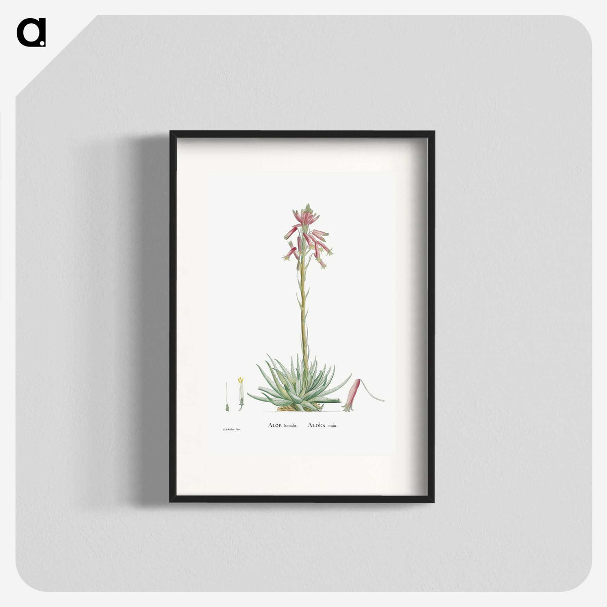 2-35_Histoire-des-Plantes-Grasses_blk
