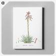 2-35_Histoire-des-Plantes-Grasses_canvas