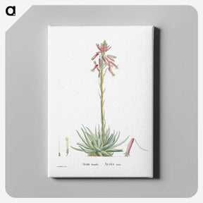 2-35_Histoire-des-Plantes-Grasses_canvas