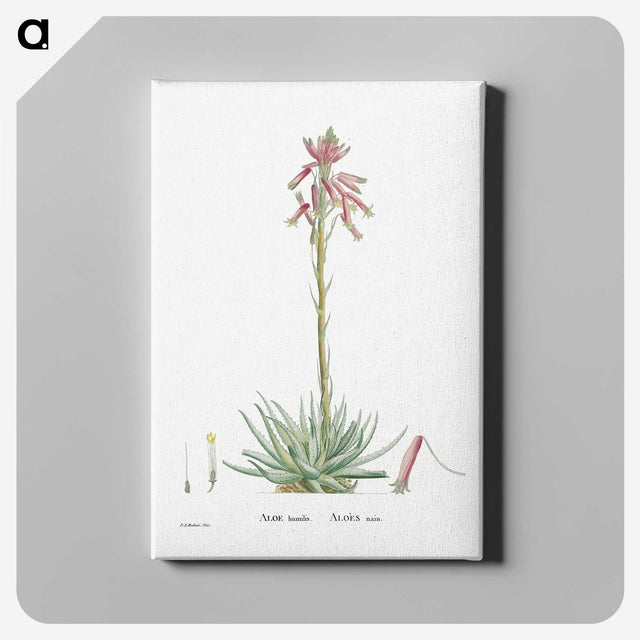 2-35_Histoire-des-Plantes-Grasses_canvas