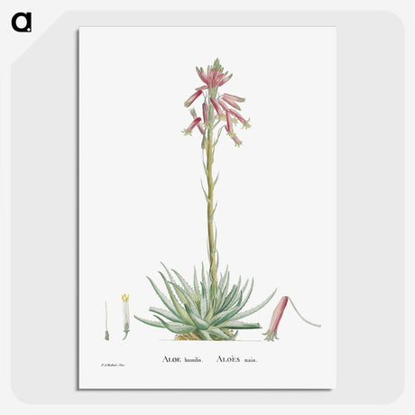 2-35_Histoire-des-Plantes-Grasses_picture-crop