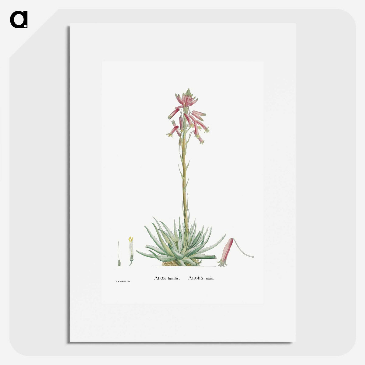 2-35_Histoire-des-Plantes-Grasses_picture