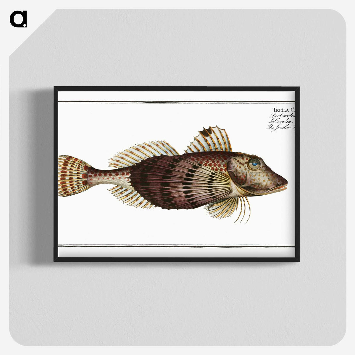 2-35_Ichtyologie-ou-Histoire-naturelle_blk-crop