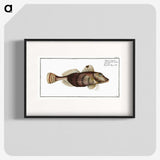 2-35_Ichtyologie-ou-Histoire-naturelle_blk