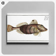 2-35_Ichtyologie-ou-Histoire-naturelle_canvas