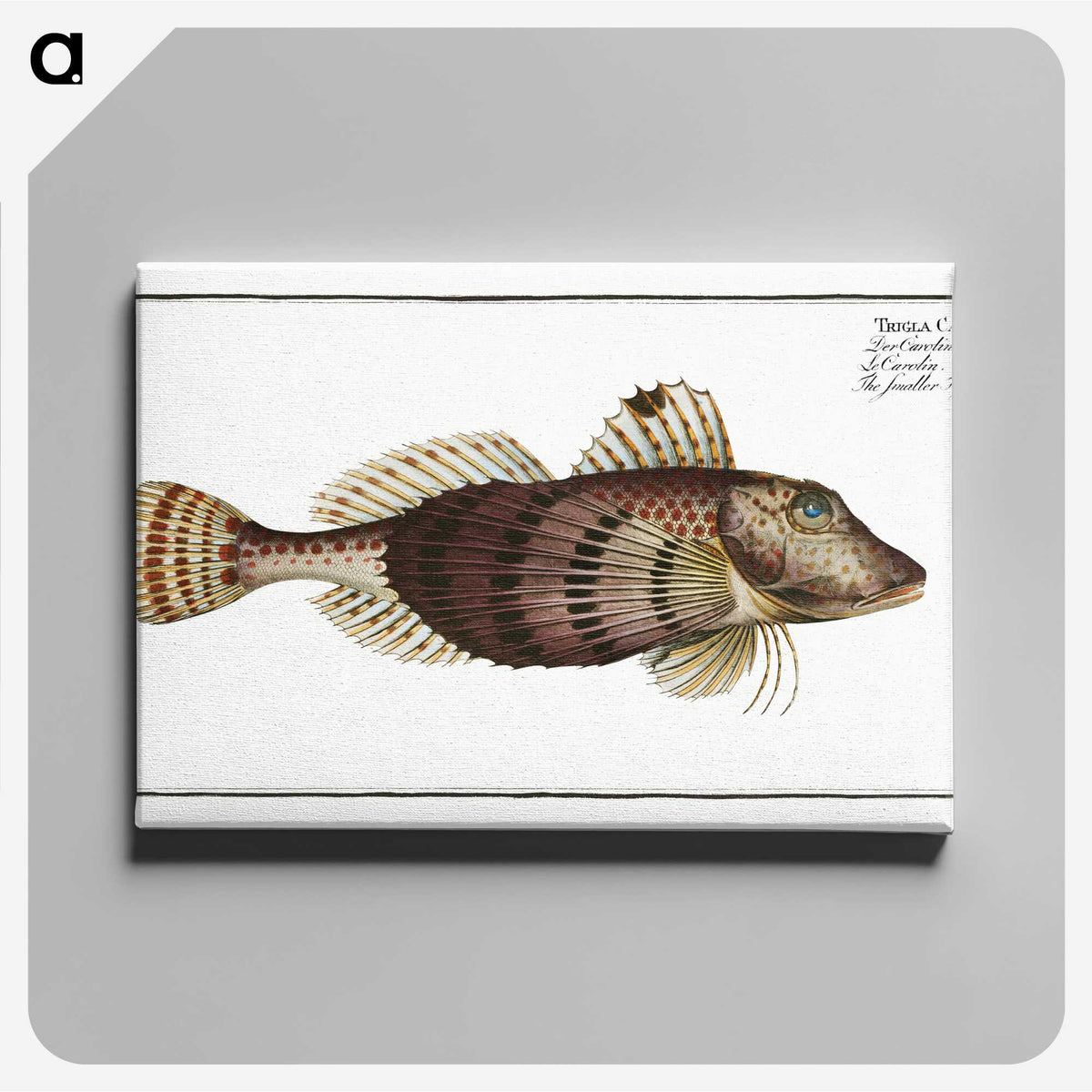 2-35_Ichtyologie-ou-Histoire-naturelle_canvas