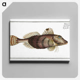 2-35_Ichtyologie-ou-Histoire-naturelle_canvas