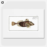 2-35_Ichtyologie-ou-Histoire-naturelle_picture