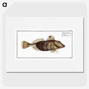 2-35_Ichtyologie-ou-Histoire-naturelle_picture