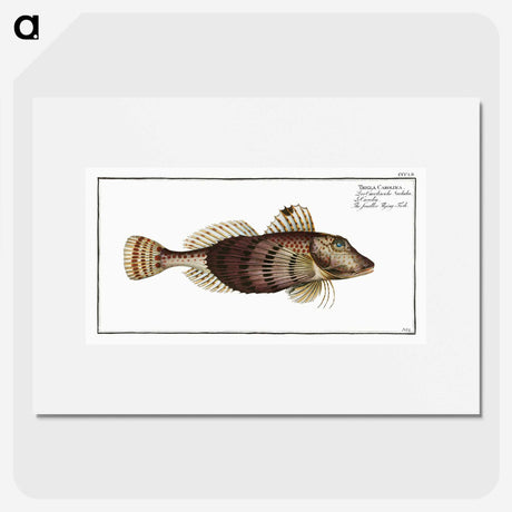 2-35_Ichtyologie-ou-Histoire-naturelle_picture