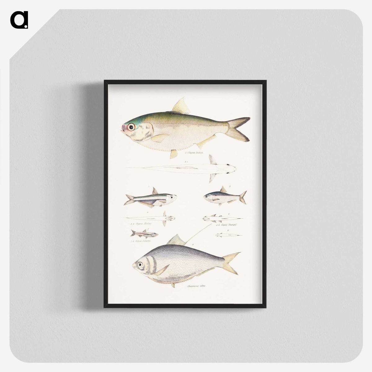 2-35_Indian-Zoology_blk-crop