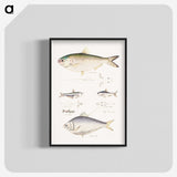 2-35_Indian-Zoology_blk-crop