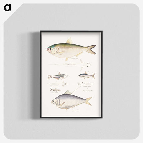 2-35_Indian-Zoology_blk-crop