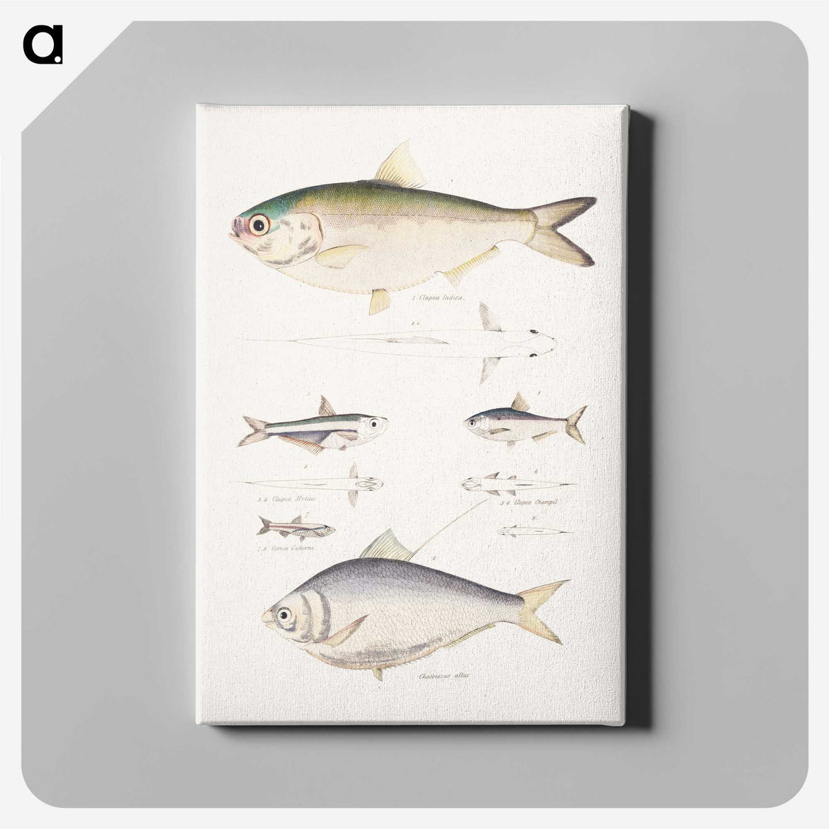 2-35_Indian-Zoology_canvas