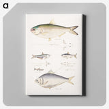 2-35_Indian-Zoology_canvas