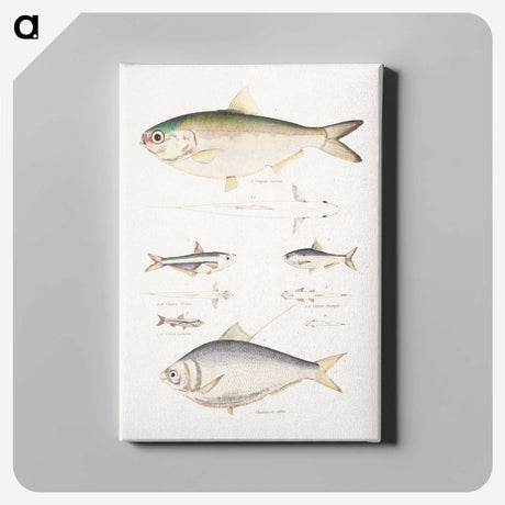 2-35_Indian-Zoology_canvas