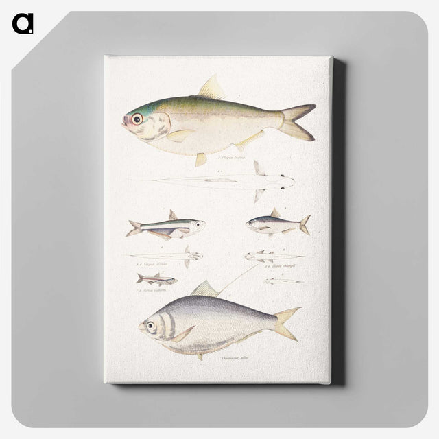 2-35_Indian-Zoology_canvas