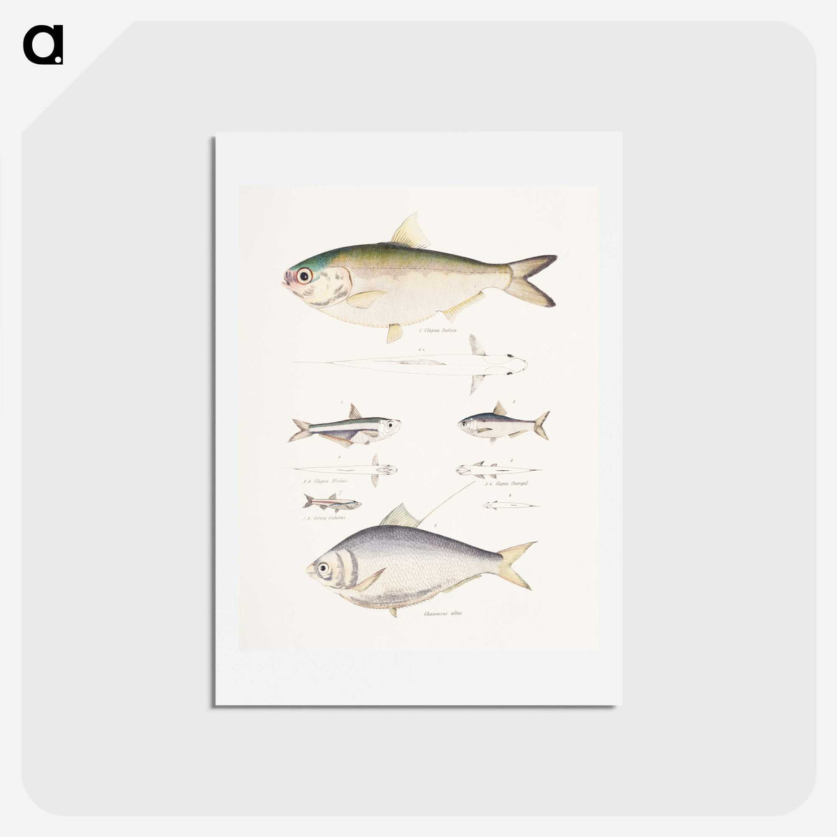 2-35_Indian-Zoology_hagaki