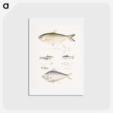 2-35_Indian-Zoology_hagaki