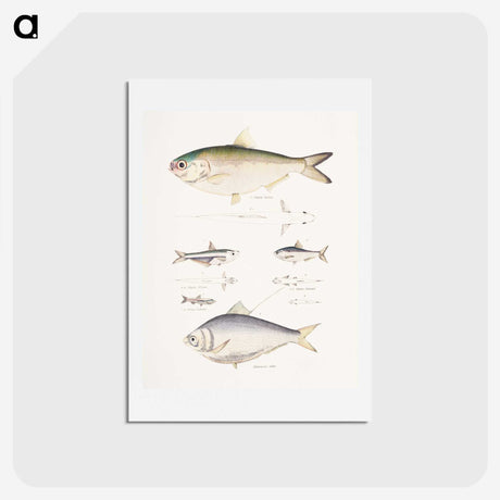 2-35_Indian-Zoology_hagaki