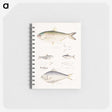 2-35_Indian-Zoology_memo