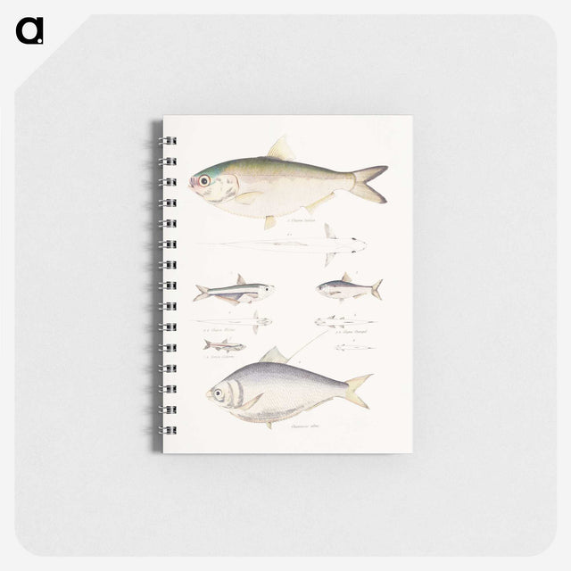 2-35_Indian-Zoology_memo