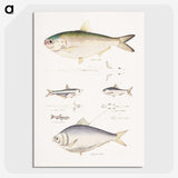 2-35_Indian-Zoology_picture-crop