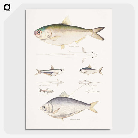 2-35_Indian-Zoology_picture-crop