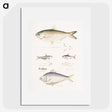 2-35_Indian-Zoology_picture