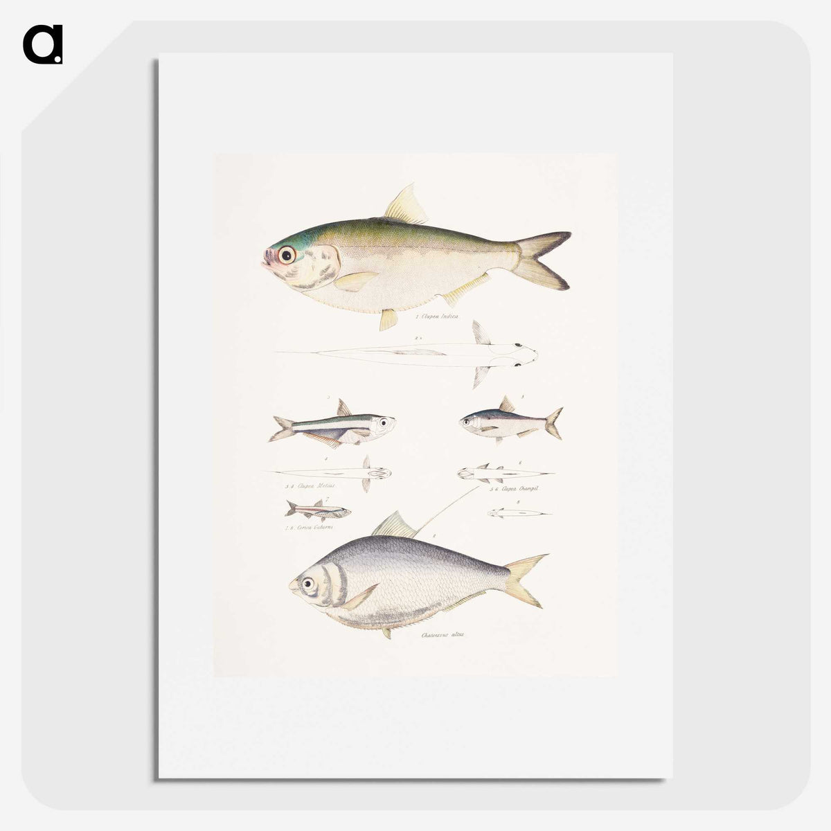 2-35_Indian-Zoology_picture