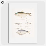2-35_Indian-Zoology_picture