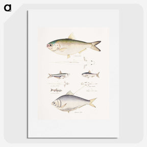 2-35_Indian-Zoology_picture
