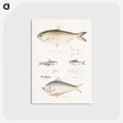 2-35_Indian-Zoology_postcard