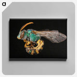2-35_Insects-Unlocked-Project_canvas