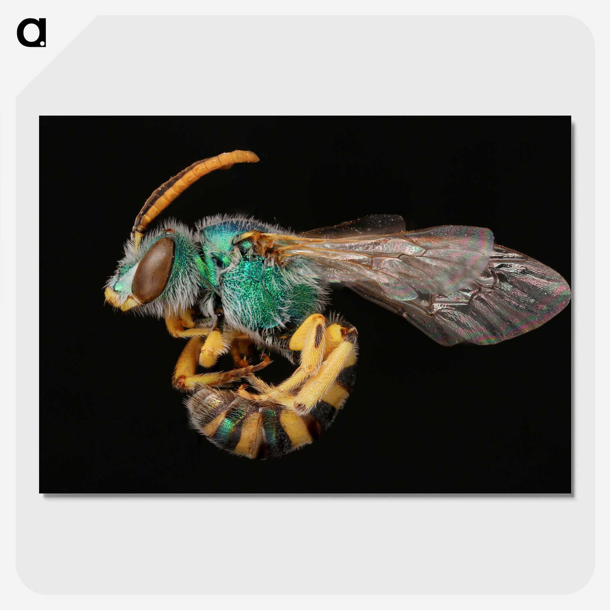 2-35_Insects-Unlocked-Project_picture-crop