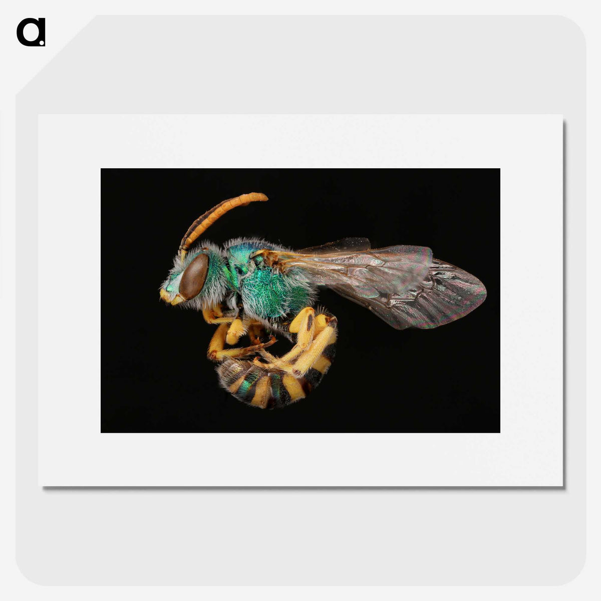 2-35_Insects-Unlocked-Project_picture