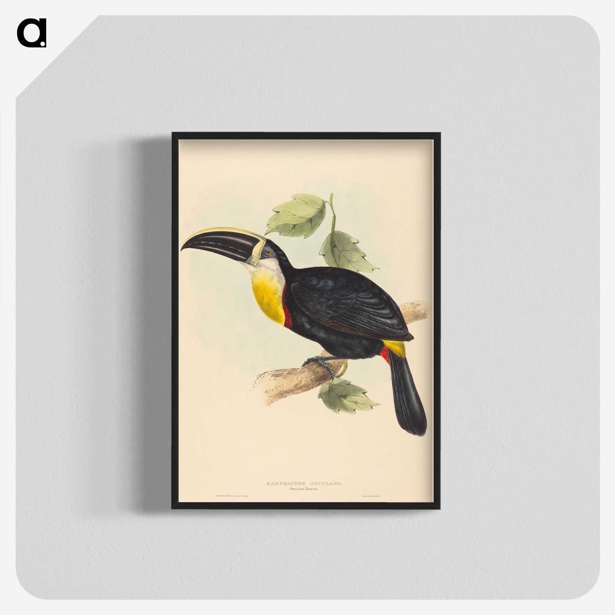 2-35_John-Gould_blk-crop