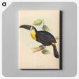 2-35_John-Gould_canvas