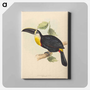 アートパネル-Osculant Toucan
 - ジョン グールド Canvas.