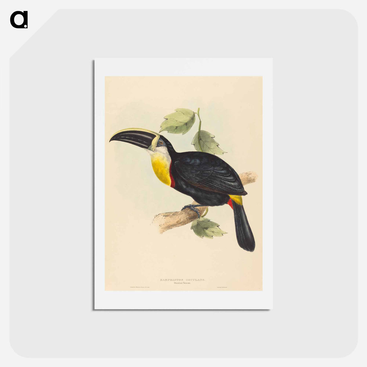 アートポストカード-Osculant Toucan
 - ジョン グールド Postcard.