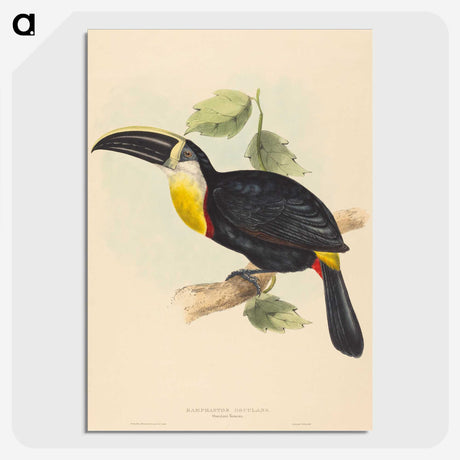 2-35_John-Gould_picture-crop